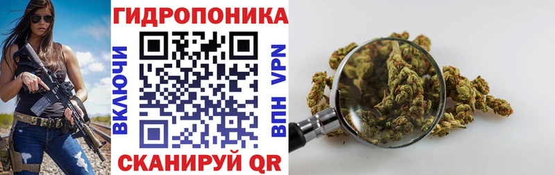 Конопля сатива Бузулук